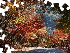 Jesień, Droga, Kolorowe, Drzewa