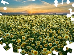 Słońca, Zachód, Polne, Carrizo Plain National Monument, Kwiaty
