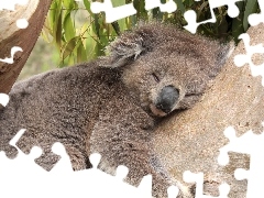 Miś, Koala, Śpiący