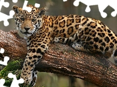 Drzewo, Jaguar