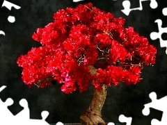 Bonsai, Drzewko, Czerwone, Kwiaty