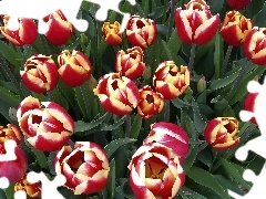 Kolorowe, Tulipany, Piękne
