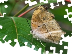 liść, Motyl