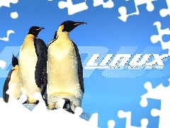 Pingwinów, Rodzinka, System, Linux
