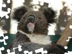 Australia, Koala
