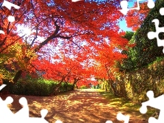 Park, Drzewa, Kanzaki