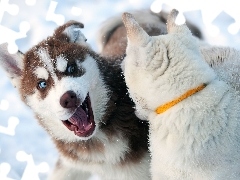 Śniegu, Na, Siberian Husky, Zabawa
