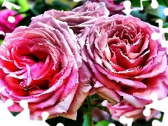 Dwie, Róże, Różowe