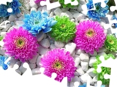Kamienie, Białe, Kolorowe, Kwiaty