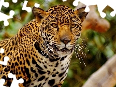 Wąsy, Jaguar, Cętki