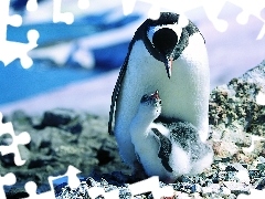Pingwin, Młode, Mama