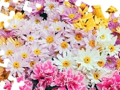 Kolorowe, Kwiatki, Różne