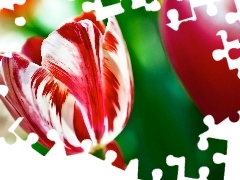 Biały, Tulipan, Czerwono