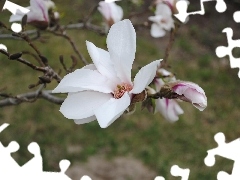 Kwiaty, Magnolii, Białe