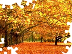 Liście, Drzewa, Jesień, Park