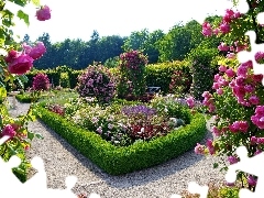 Ogród, Różany, Piękny